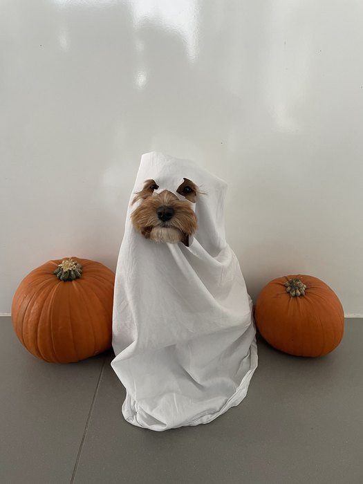 Otis dressed as a ghost in a white sheet, between two pumpkins